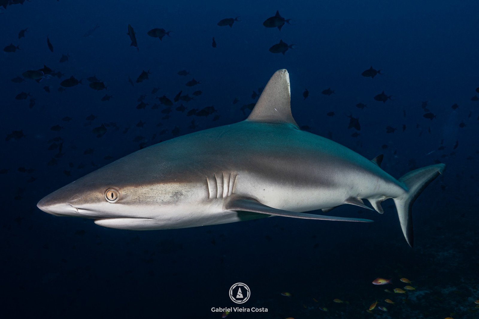 Tubarão de recife — Gabriel Vieira Costa