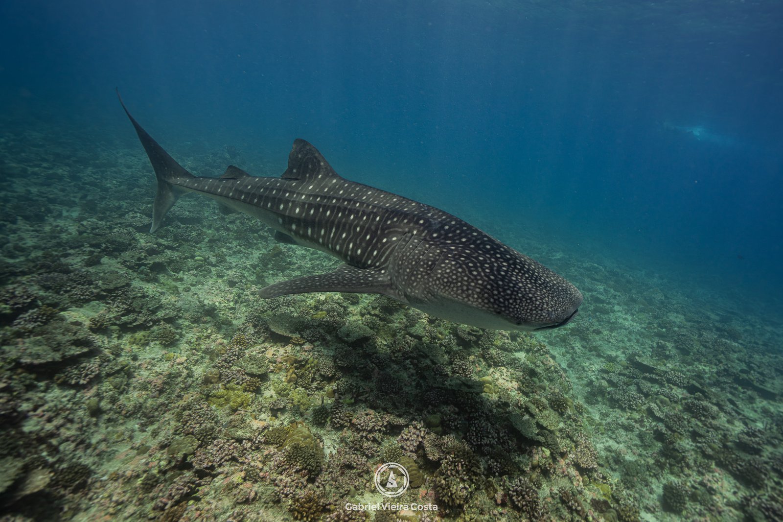 Tubarão-baleia — Gabriel Vieira Costa