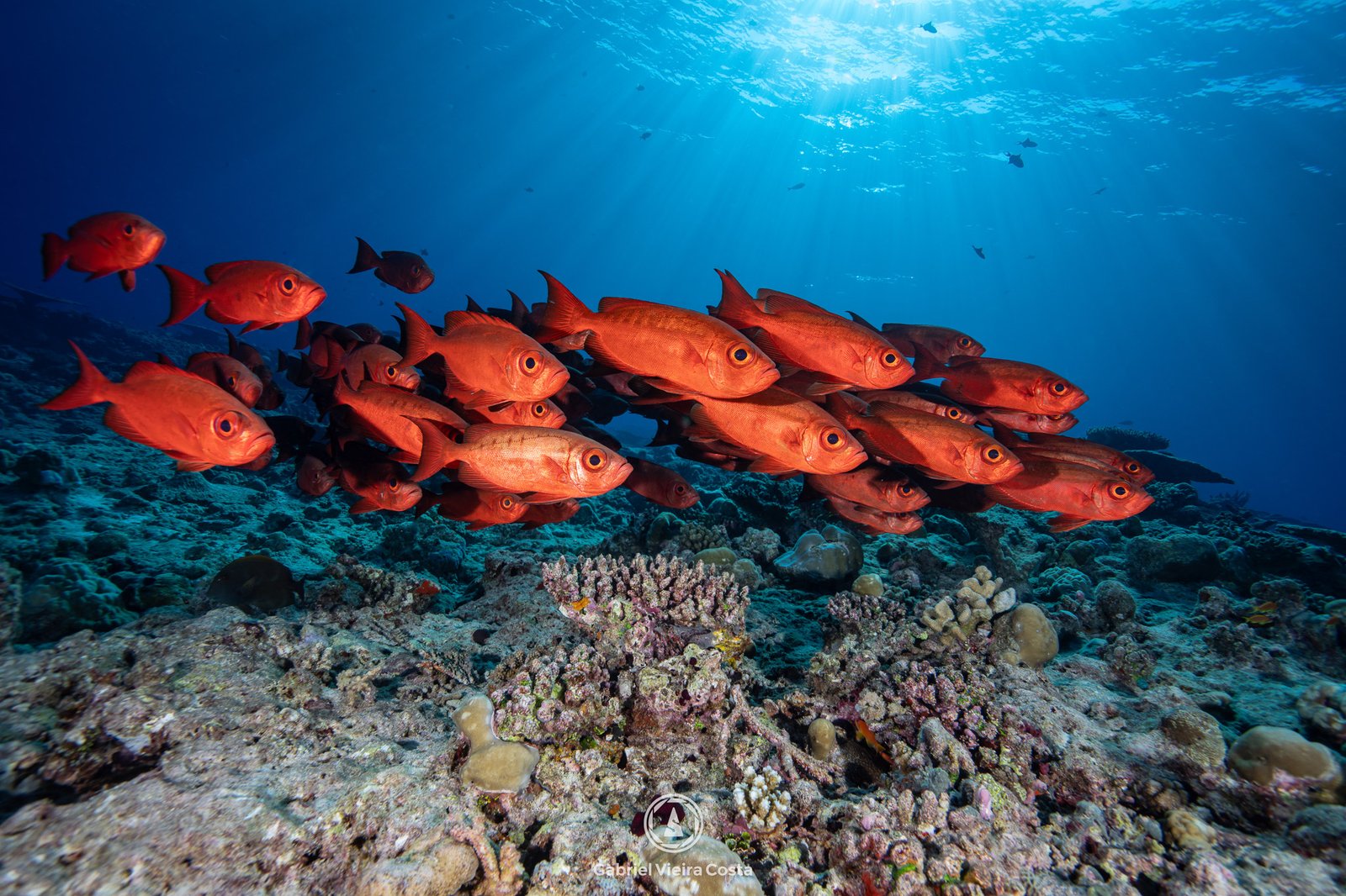 Cardume de fusíleiros — Gabriel Vieira Costa