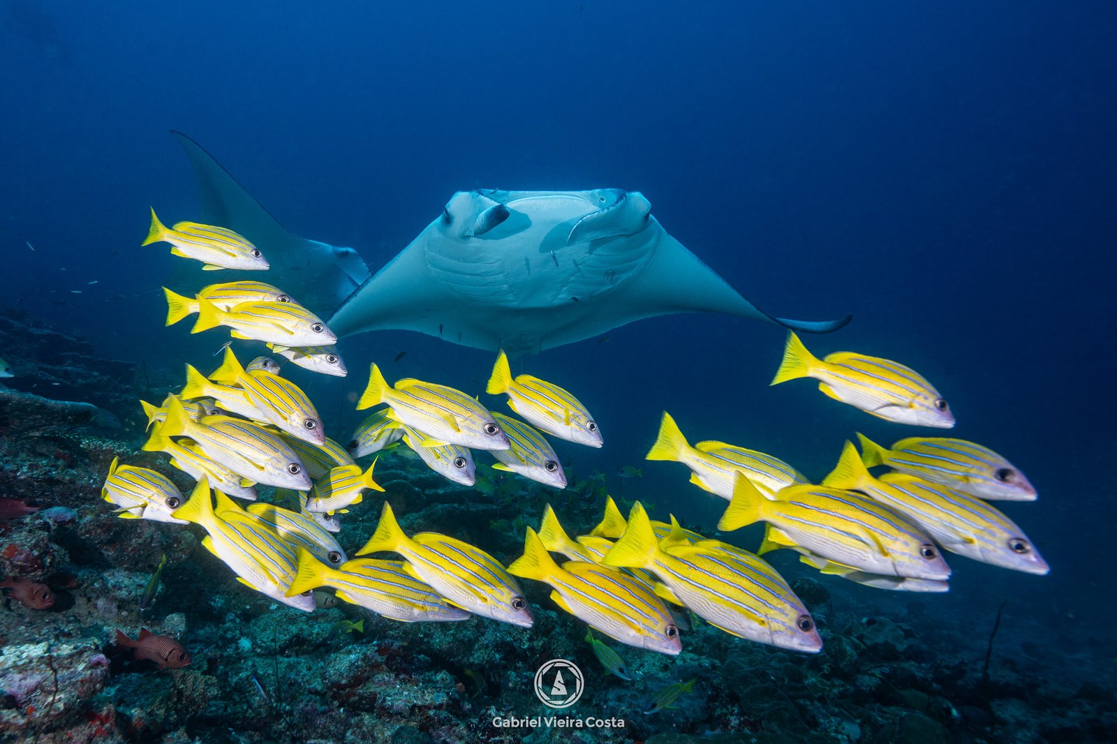 Manta-raia e fusíleiros — Gabriel Vieira Costa